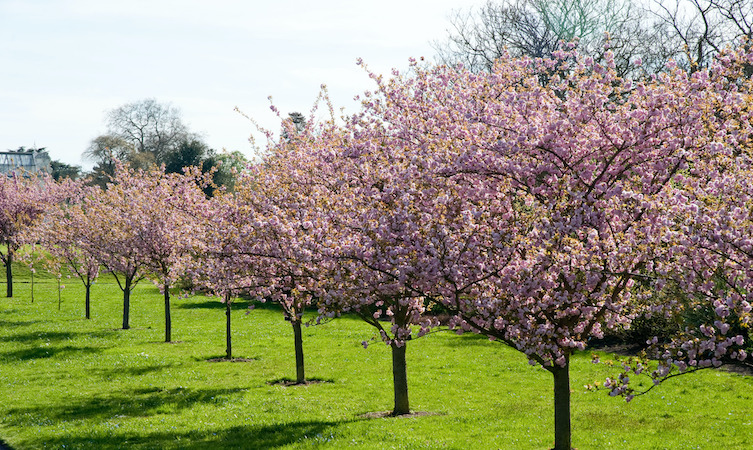 Blossom Tree