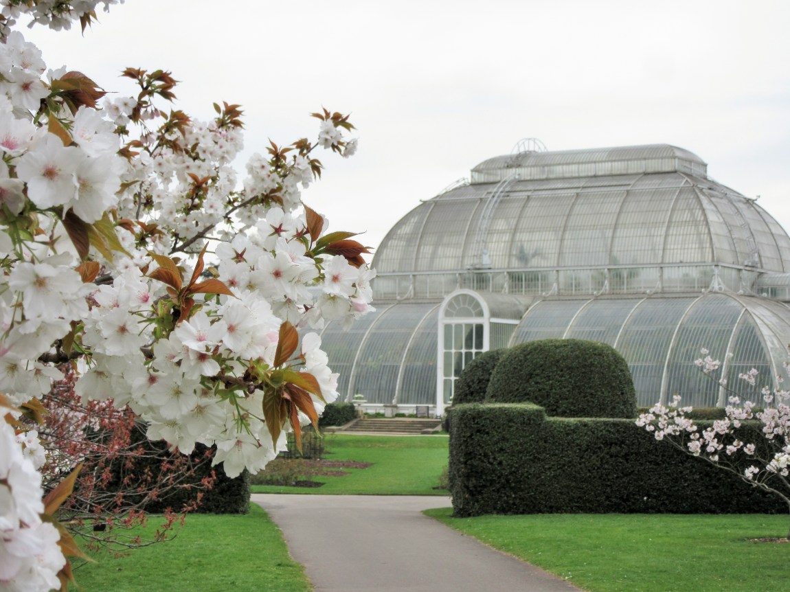 Kew Garden’s blossoms