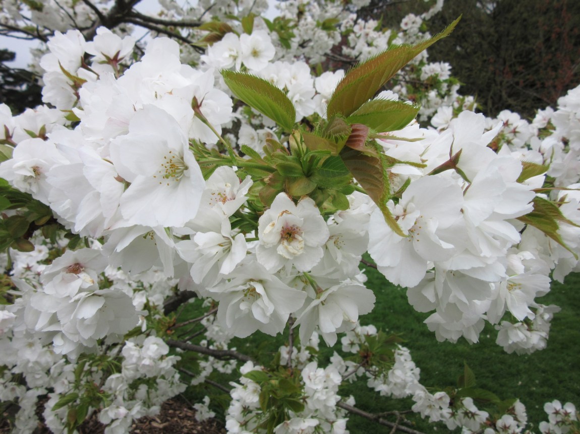 Kew Garden’s blossoms