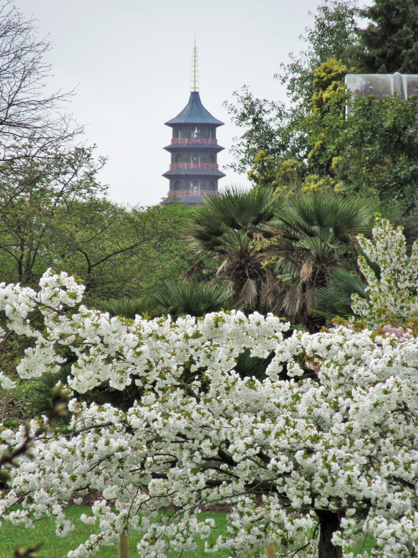 Kew Garden’s blossoms