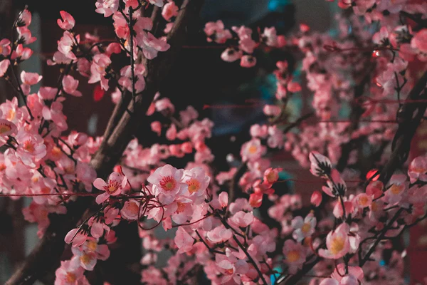 Japan’s blossoms