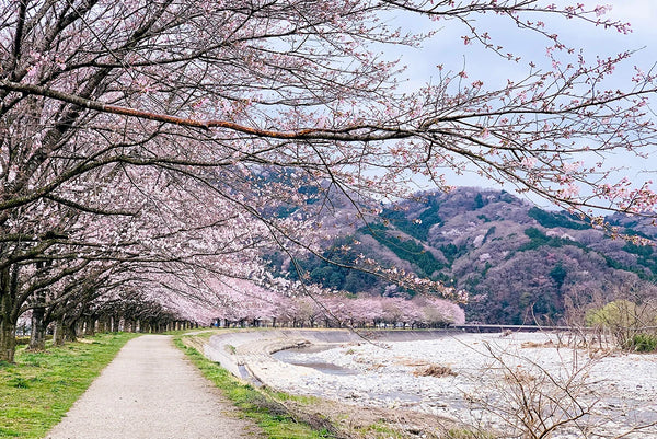 Japan’s blossoms