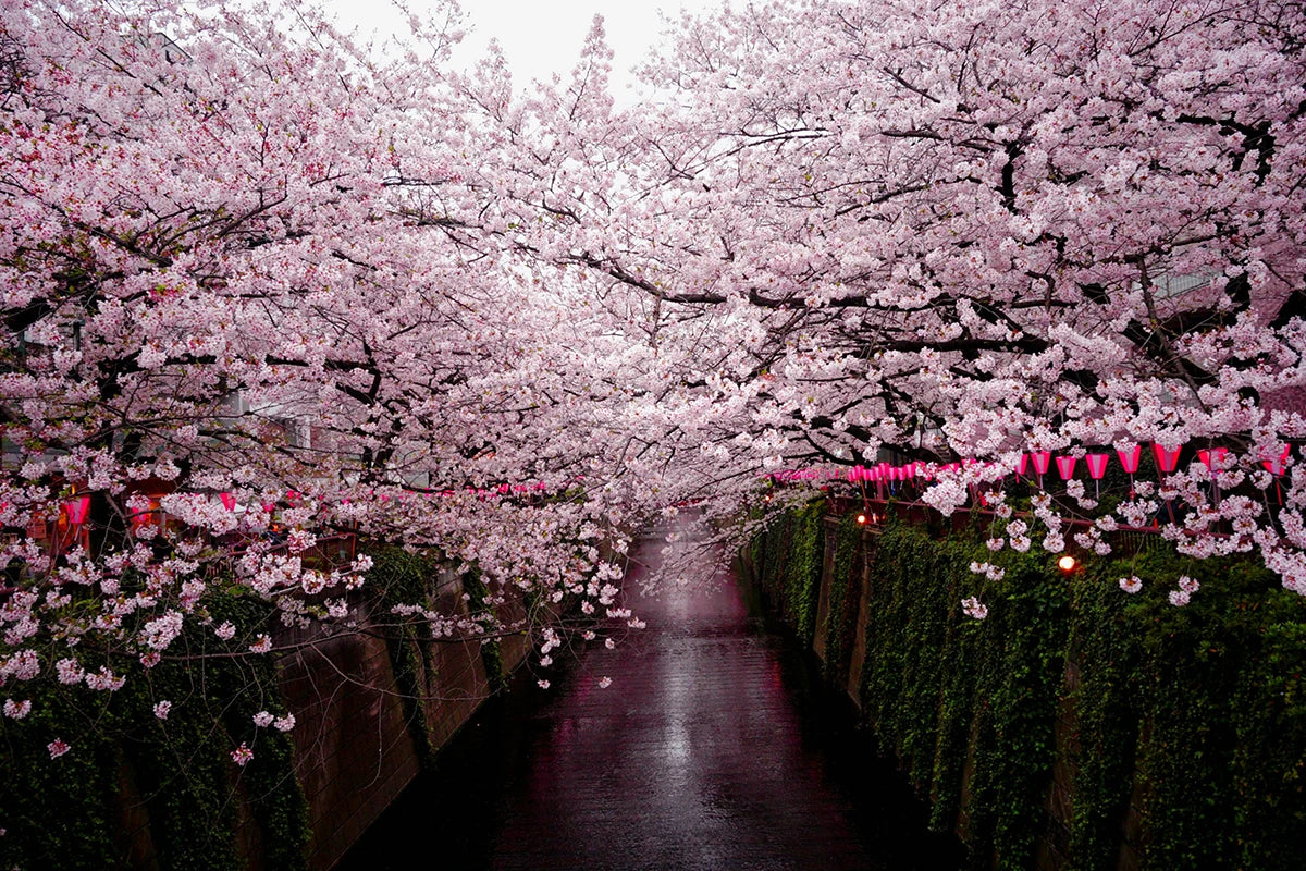 Japan’s blossoms